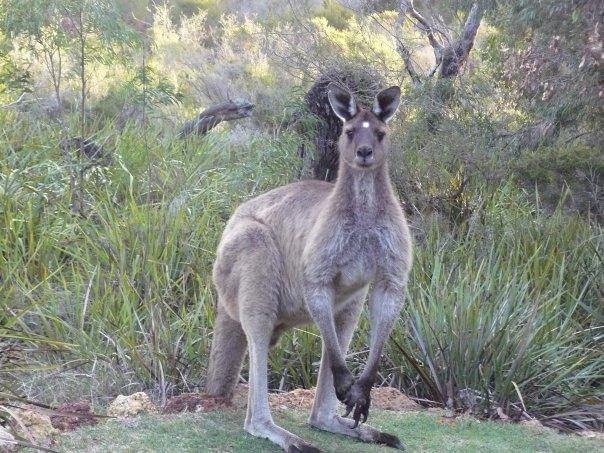 Llewellin'S Guest House Margaret River Ngoại thất bức ảnh